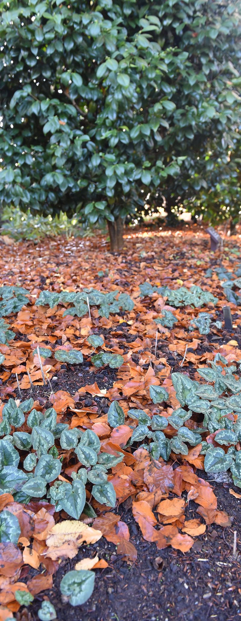 Cyclamen hederifolium