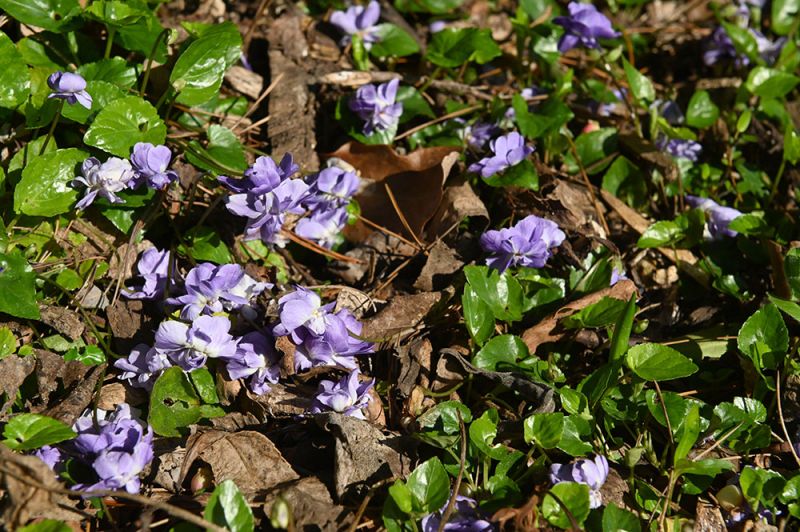 Viola 'Marie Louise'