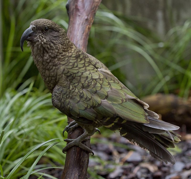 Rotoroa is Dunedin Botanic Garden’s resident cheeky male kea