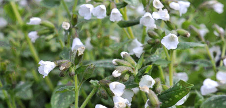 Pulmonaria