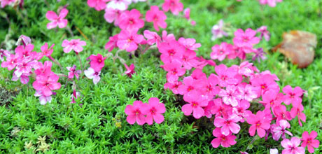 Phlox