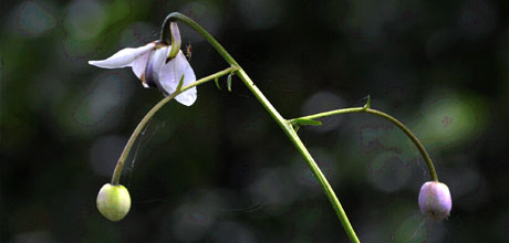 Perennial selection