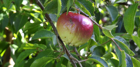 Camellia yunnanensis