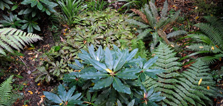 Balancing Natives and Rhododendrons