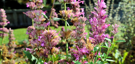 Agastache cana