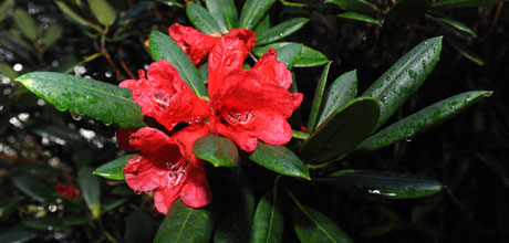 Rhododendron elliottii