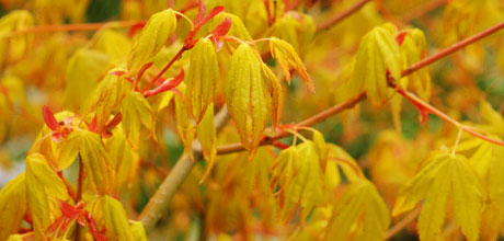 Acer palmatum