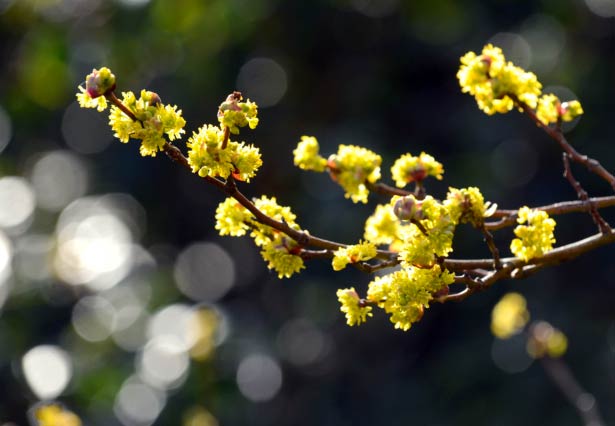 Lindera obtusiloba