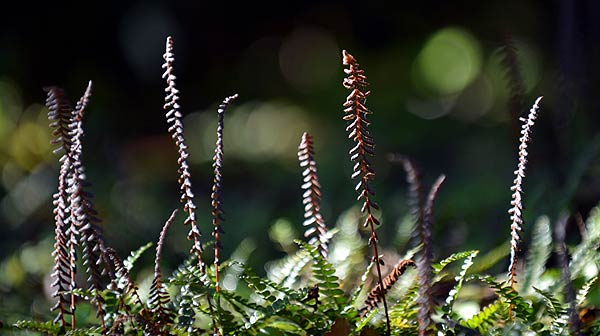 Blechnum penna-marina