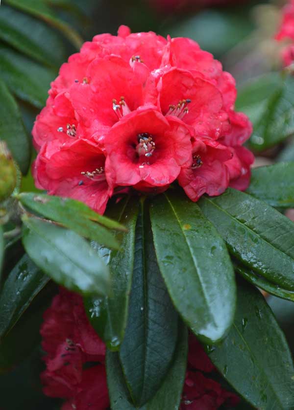 Rhododendron delavayi