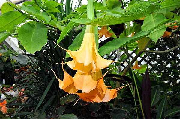 Brugmansia 'Charles Grimaldi' 