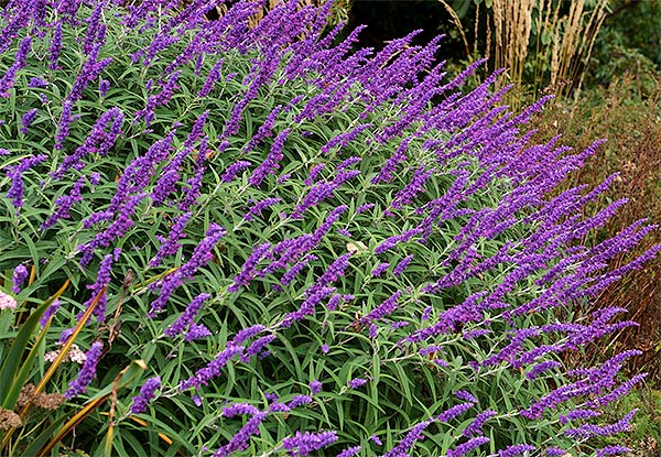 Salvia Leucantha ‘Midnight’