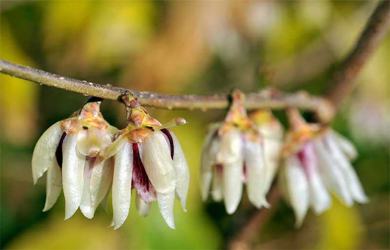 Chimonanthus praecox