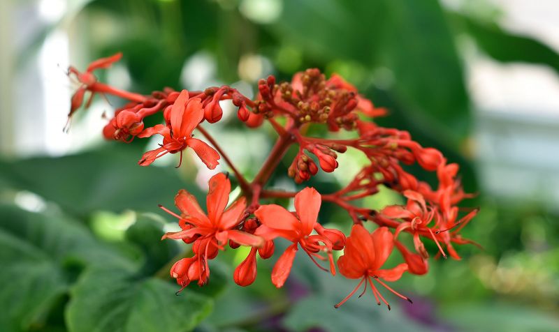 Clerodendrum speciosissimum