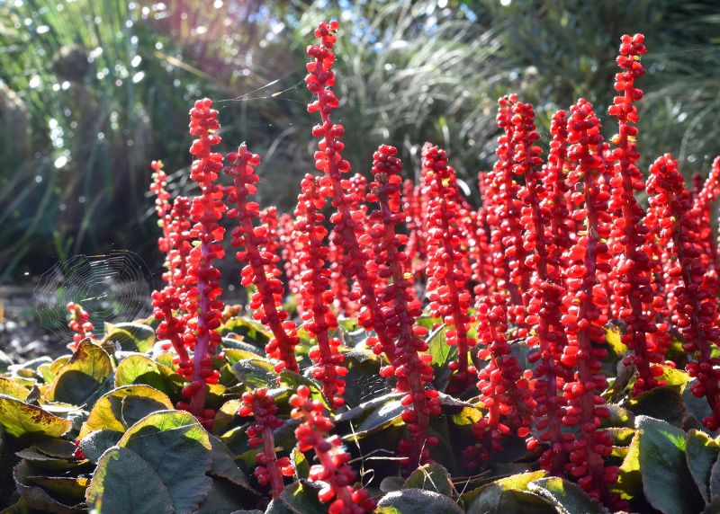 Gunnera prorepens