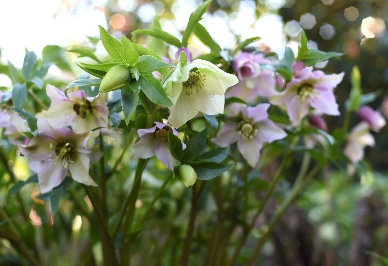 Helleborus orientalis