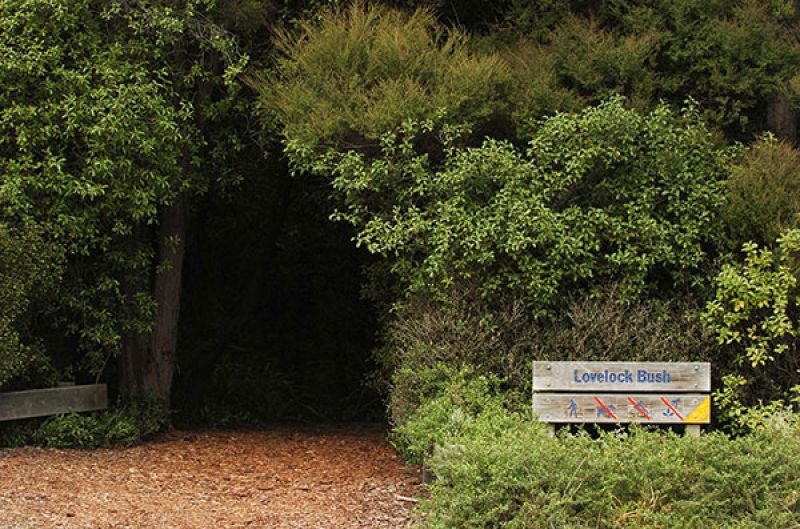 Lovelock Bush entrance