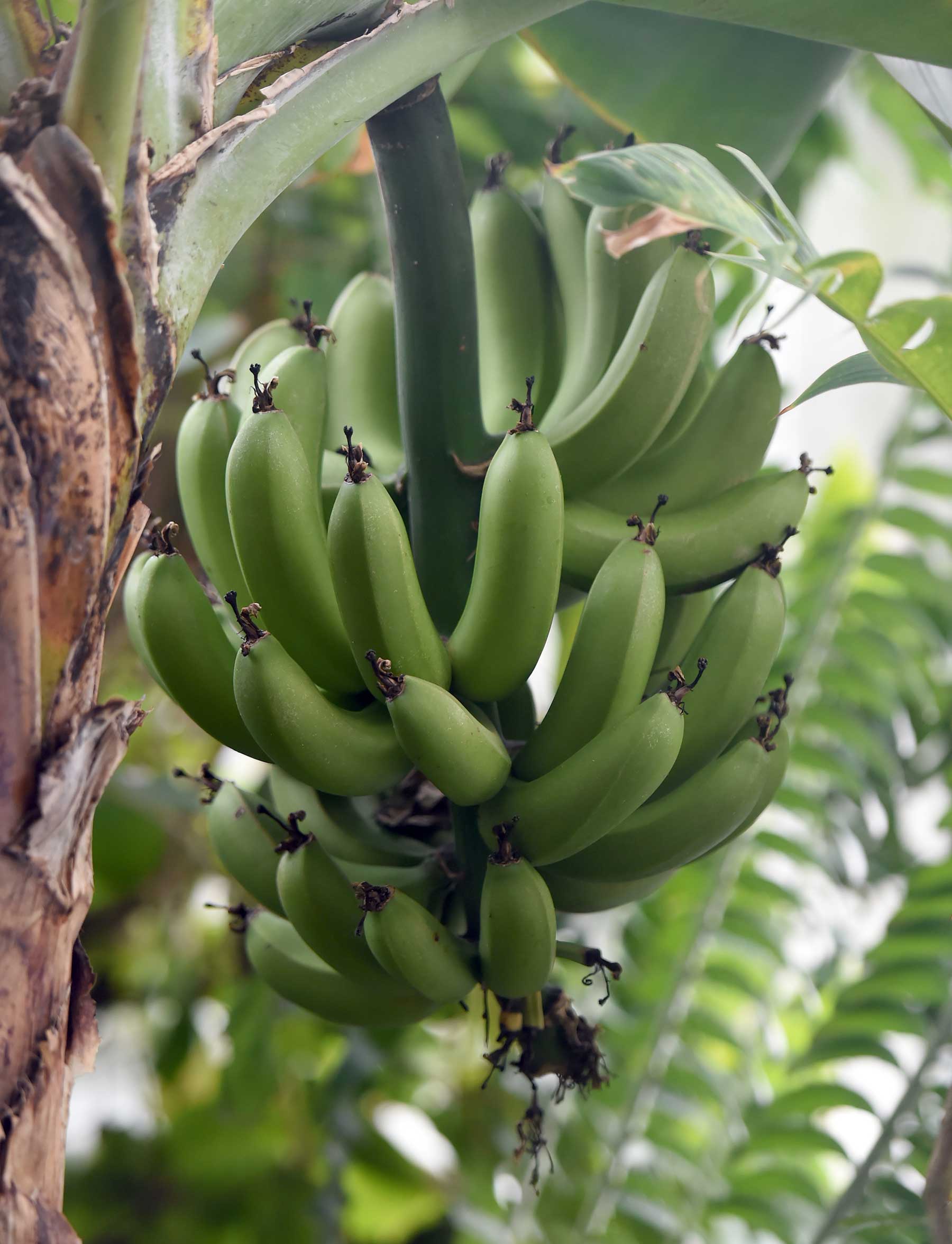 Banana Plant Looks Sweet Too Dunedin Botanic Garden Official site