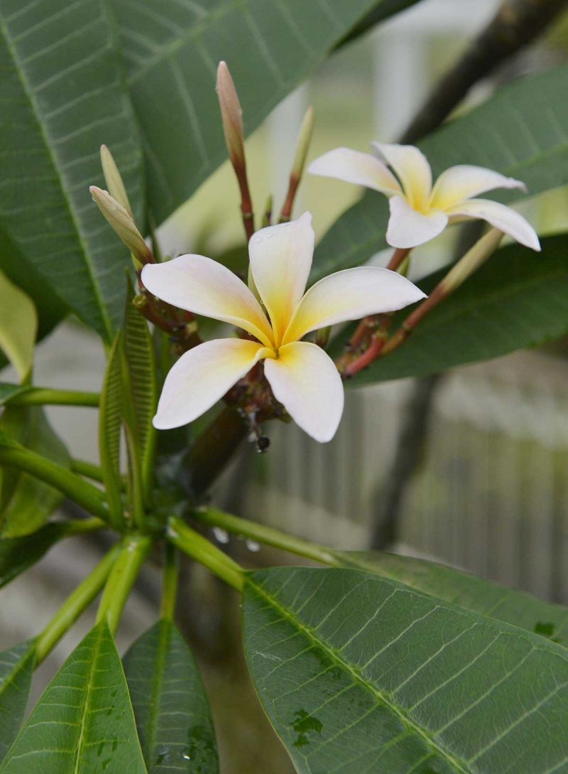 Frangipani