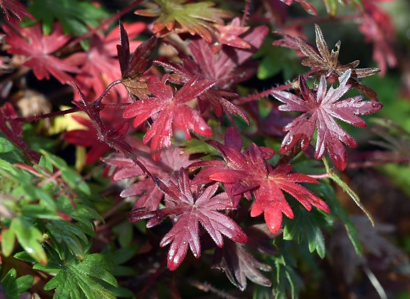 Geranium sanguineum