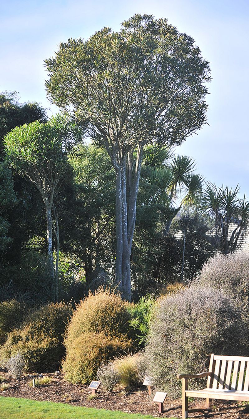 Pseudopanax crassifolius