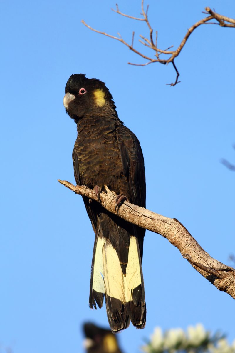 Calyptorhynchus funereus