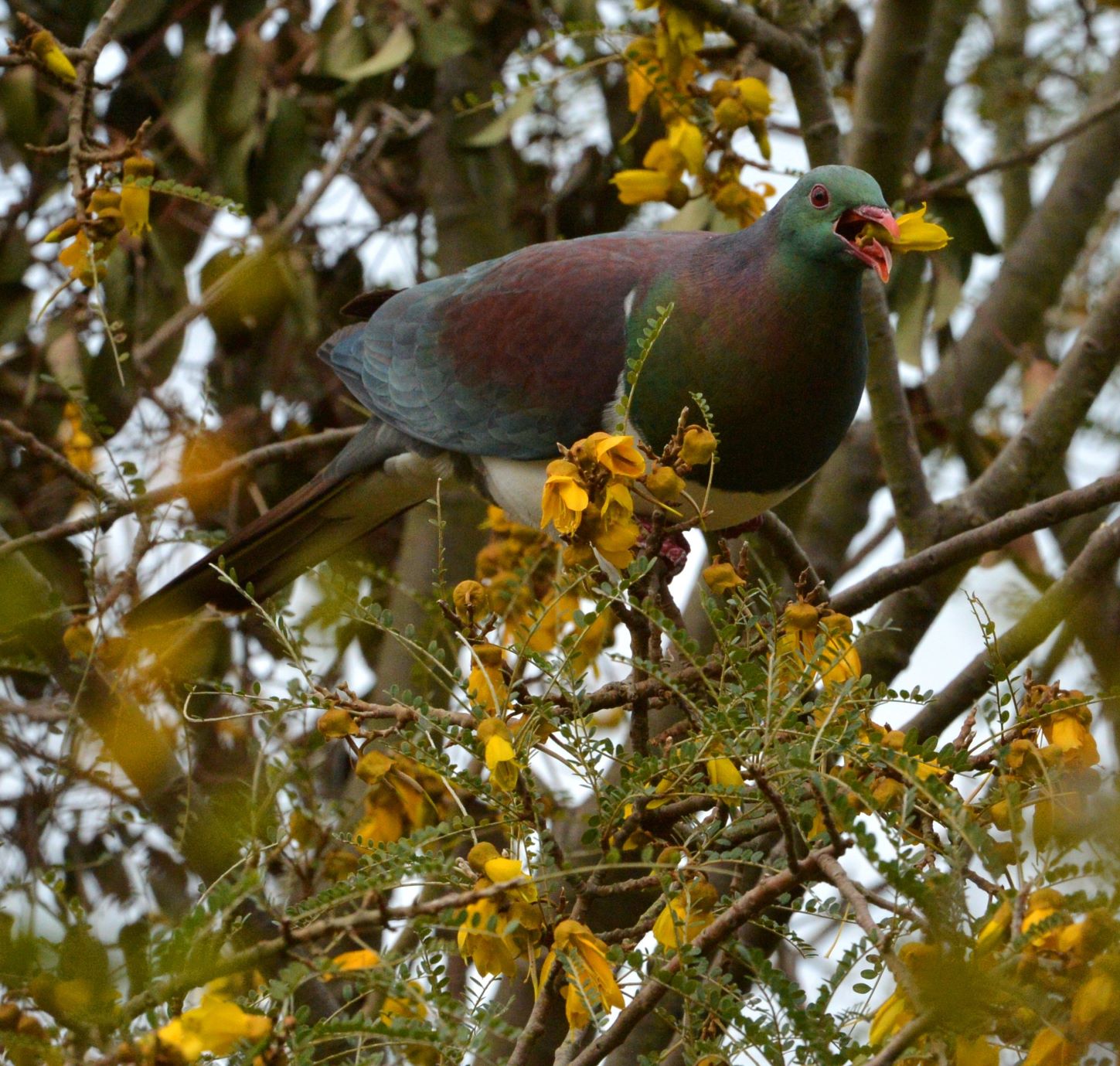 Wood pigeon on kowhai