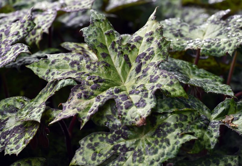 Podophyllum 'Spotty Dotty'