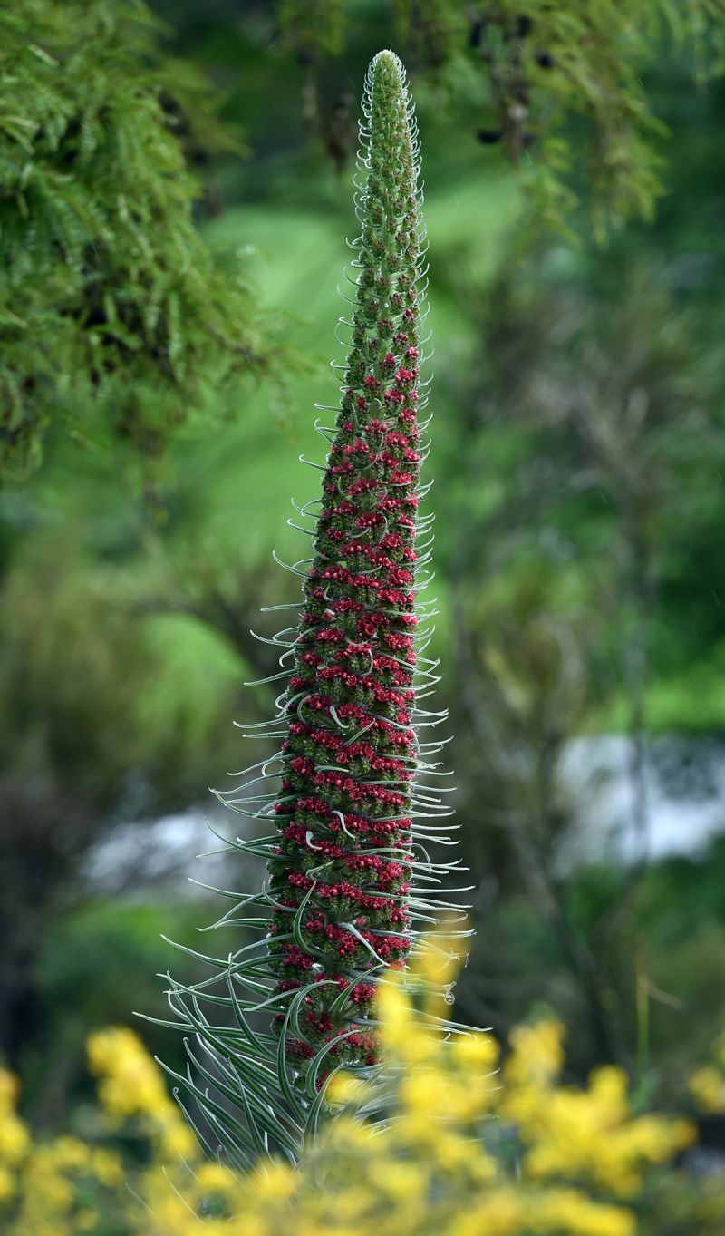 Echium wildpretii