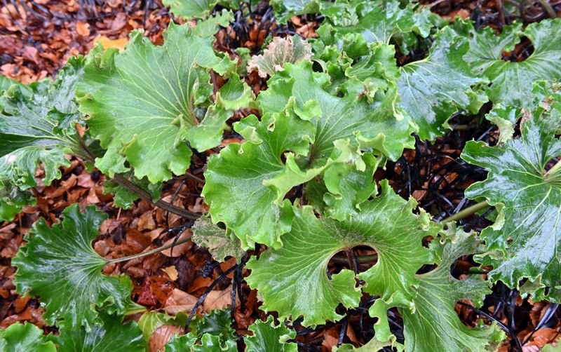 Farfugium japonicum ‘Crispatum’