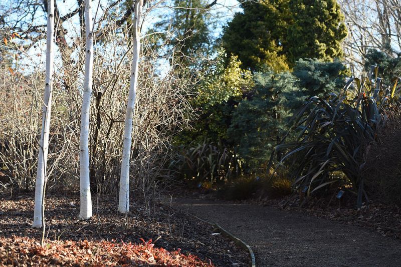 Betula utilis ssp jacquemontii 