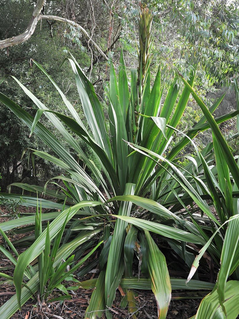 Doryanthes palmeri