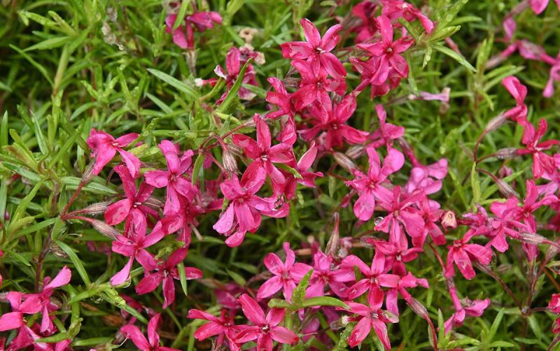 Phlox subulata