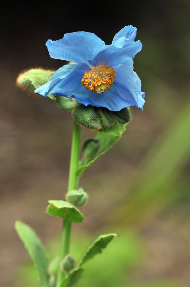 Meconopsis betonicifolia