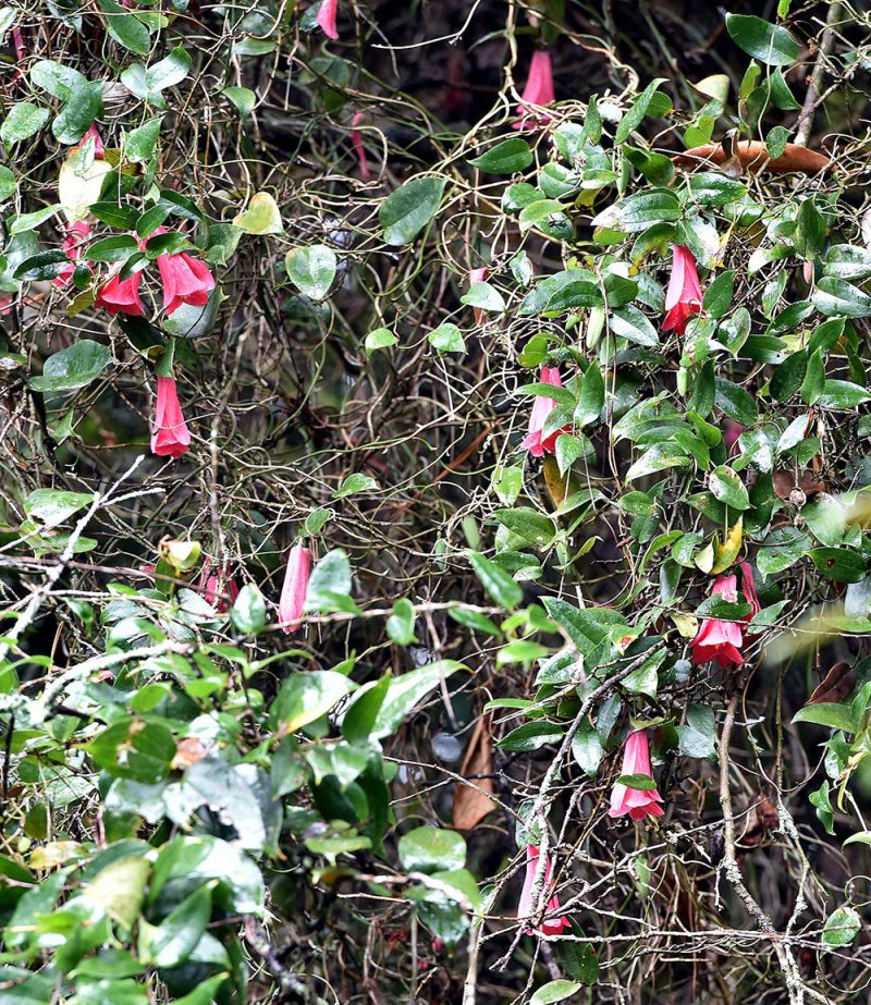 lapageria rosea