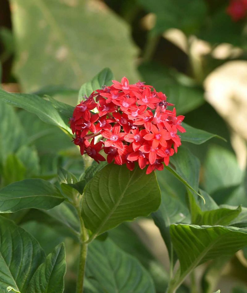 Pentas lanceolata