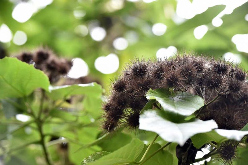 Entelea arborescens