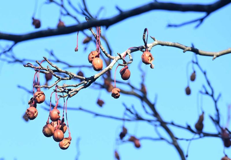 Davidia involucrata