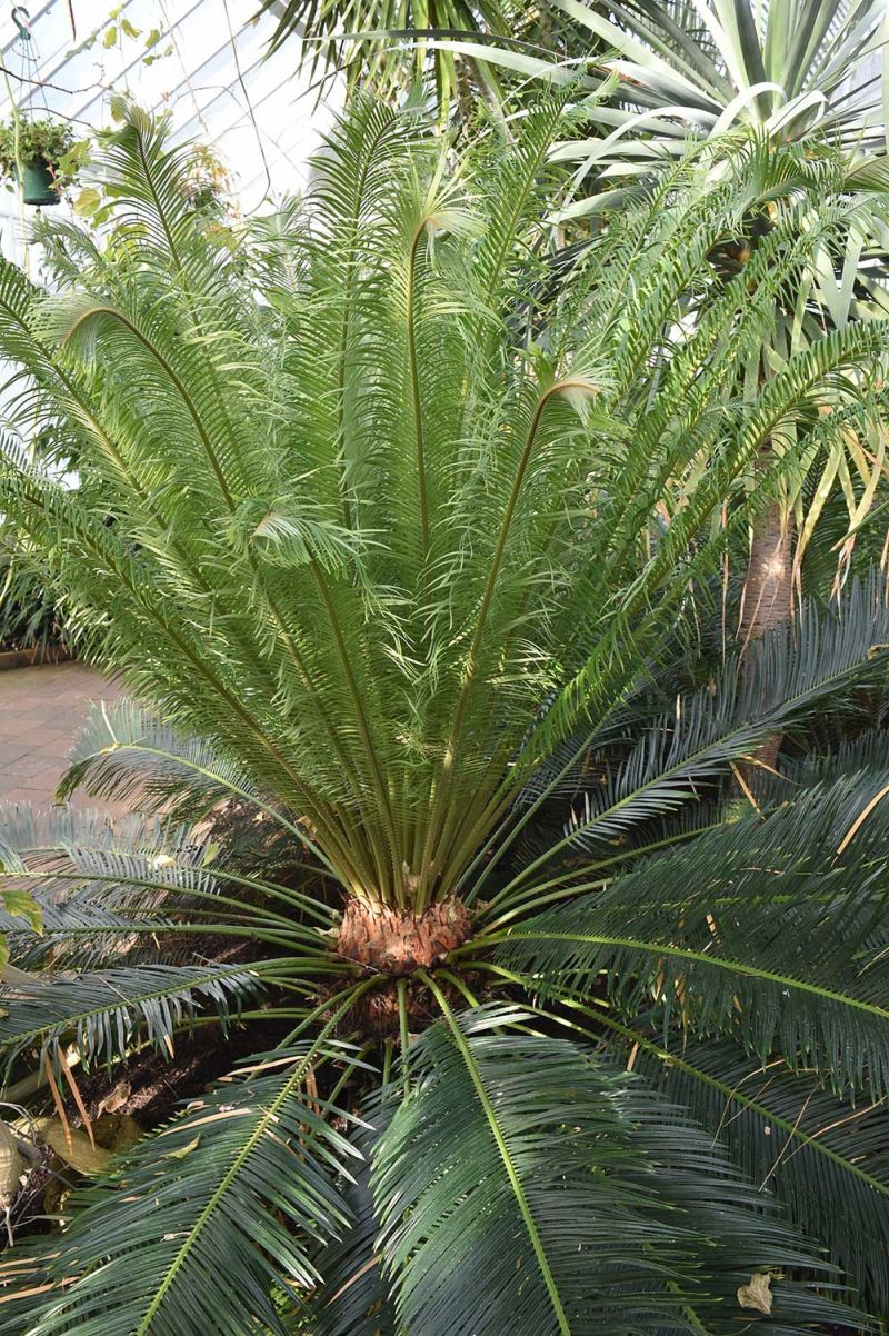 Cycas taiwaniana