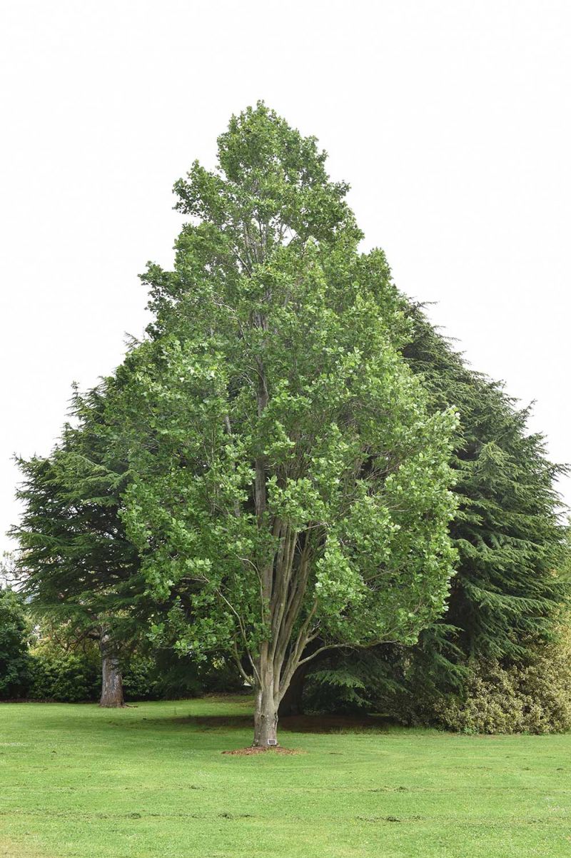 Liriodendron tulipfera 'Fastigiatum'