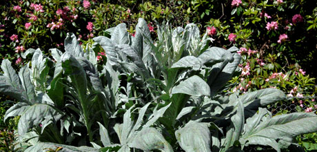 Cynara cardunculus