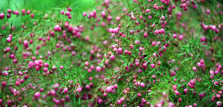 Boronia