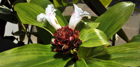 Cheilocostus