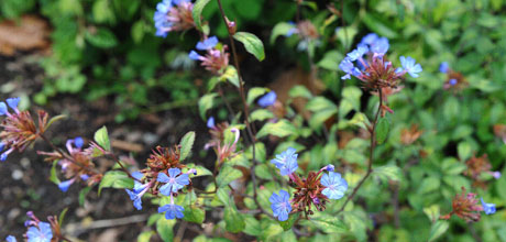 Ceratostigma