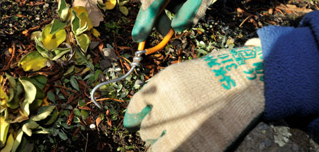 A weed free garden