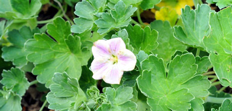 NZ geranium