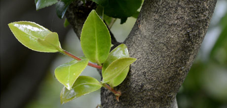 Pruning buds