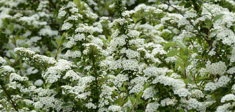 Spiraea nipponica