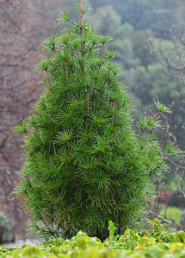 Sciadopitys verticillata deals