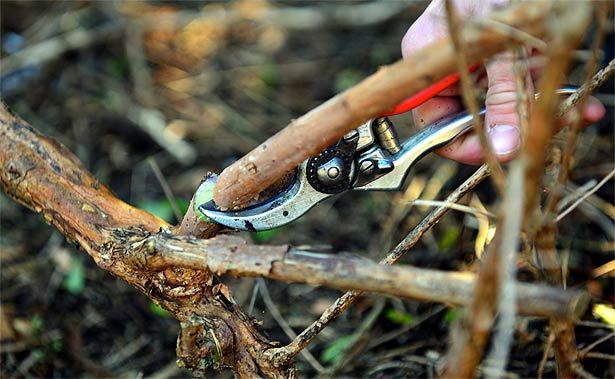 Pruning roses with clean, sharp secateurs.